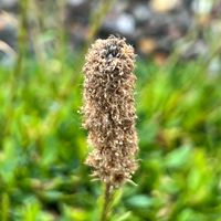 Petrophytum hendersonii
